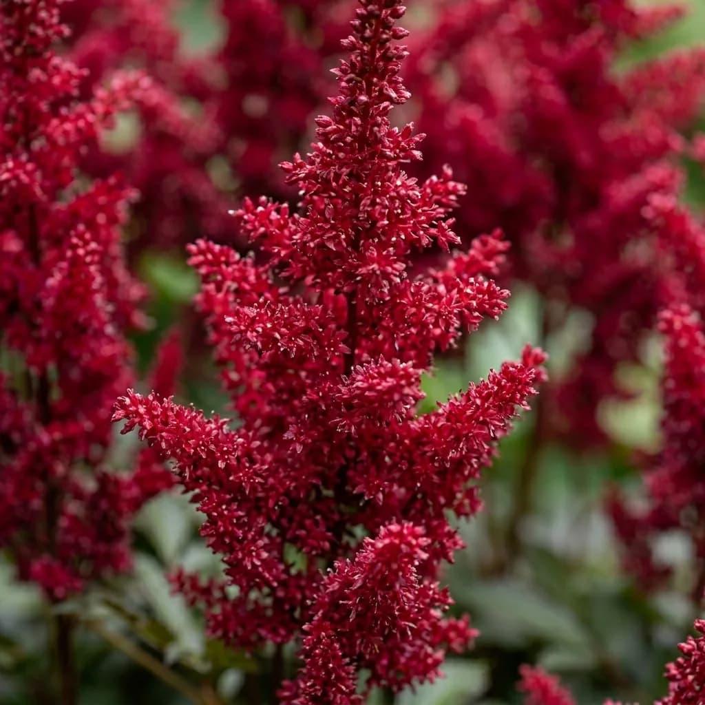 Tawułka 'Delft Lace'