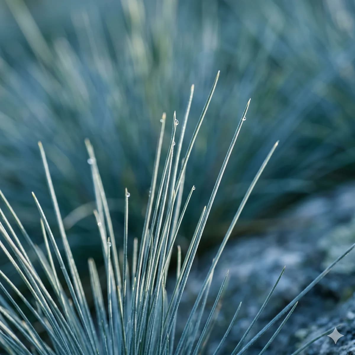 Kostrzewa sina 'Elijah Blue'