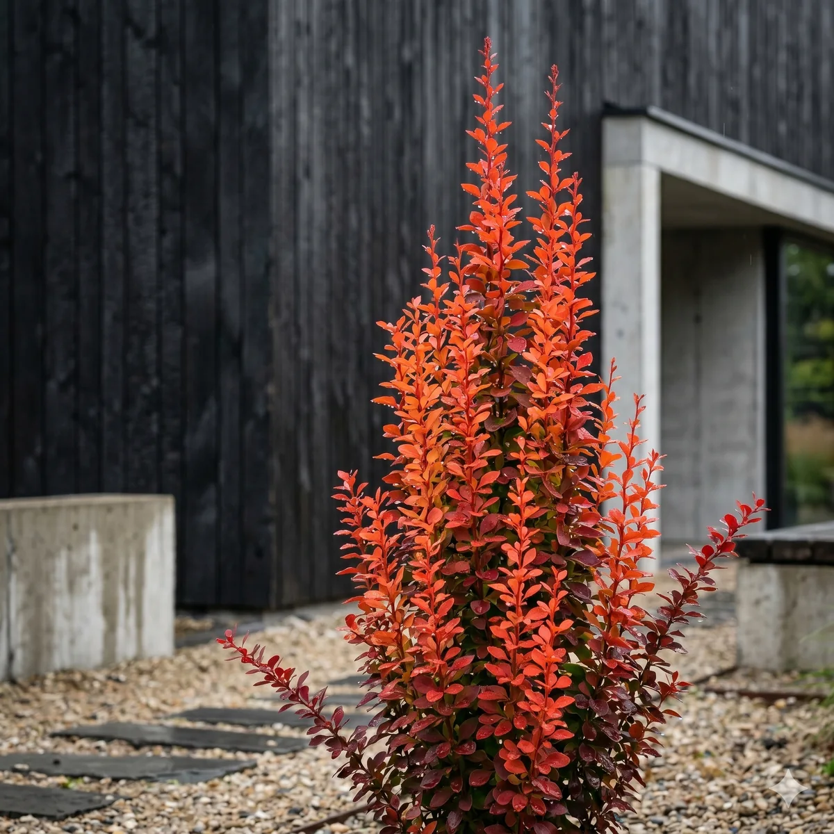 Berberys thunberga 'Ruby Star' - zdjęcie 2