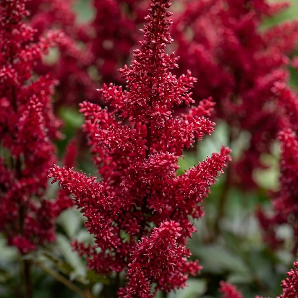 Tawułka 'Raspberry'